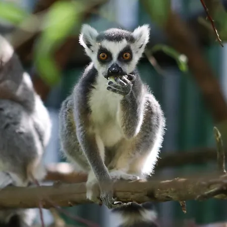 Im Zoopark *